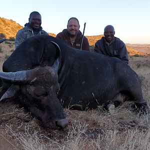 Hunt Cape Buffalo Cow in South Africa