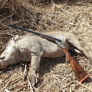 Hunt Warthog in South Africa