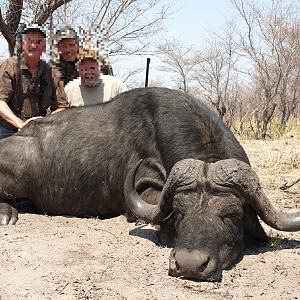 Cape Buffalo Hunt Namibia