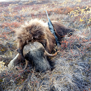 Hunting Muskox in Greenland