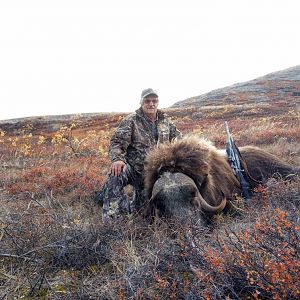 Greenland Hunt Muskox