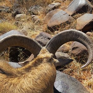 Aoudad Hunt South Africa