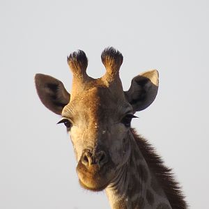 Giraffe South Africa