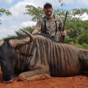 Blue Wildebeest Hunt South Africa