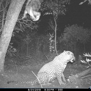 Namibia Trail Cam Pictures Leopard