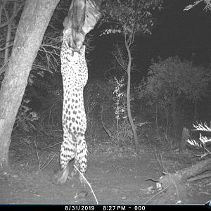 Trail Cam Pictures of Leopard in Namibia