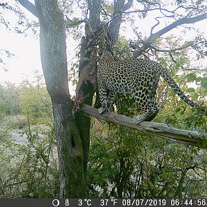 Zimbabwe Trail Cam Pictures Leopard