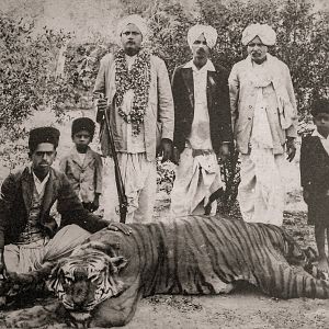 Hunt Bengal Tiger