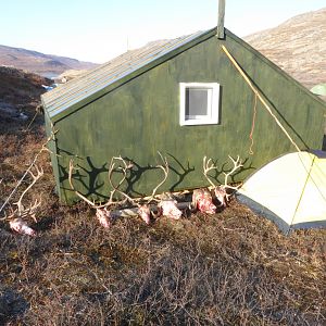 Greenland Hunt Caribou