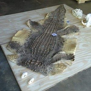 Crocodile Skin Tanned Taxidermy