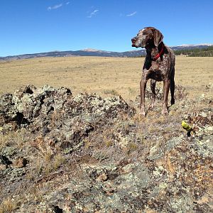 German Shorthaired Pointer