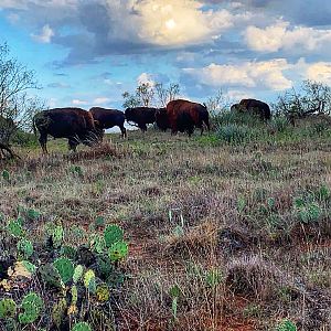 Bison Texas USA