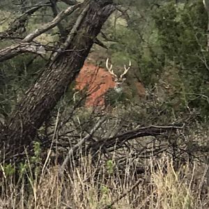 Deer Texas USA