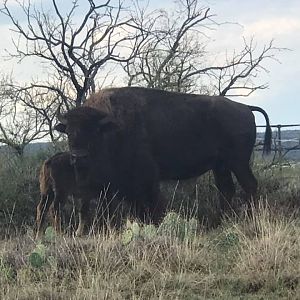 Bison Texas USA