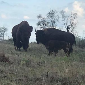 Bison Texas USA