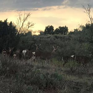 Deer Texas USA