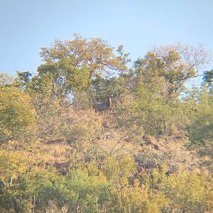 Kudu in the bush in South Africa