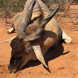 Eland Hunt Save Valley Conservancy, Zimbabwe