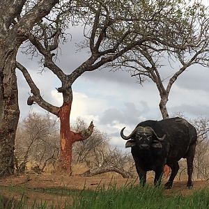 Cape Buffalo