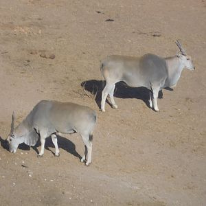 Eland Zimbabwe