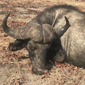 Zambia Hunting Cape Buffalo