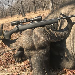 Hunt Buffalo in Zambia