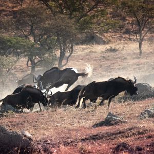 Black Wildebeest Hunting South Africa