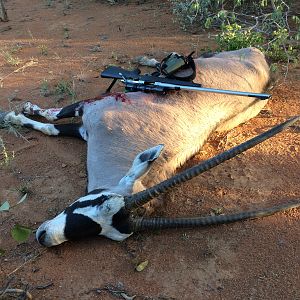 Gemsbok Hunt Namibia