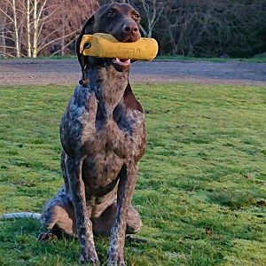 Hunting Dog Sweden