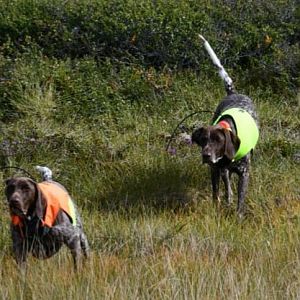 Hunting Dogs Sweden