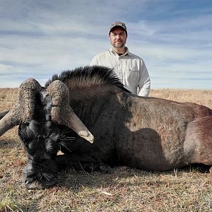 South Africa Hunt Black Wildebeest