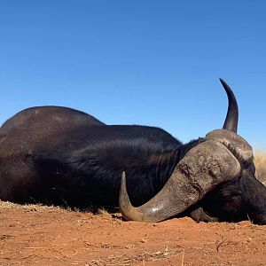 South Africa Hunting 42” Inch Buffalo