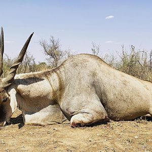 Eland Hunting South Africa