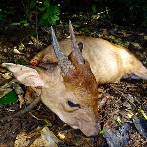 Peters's Duiker Hunt Congo