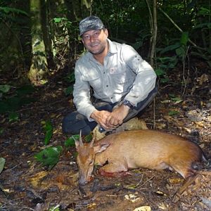 Congo Hunting Peters's Duiker