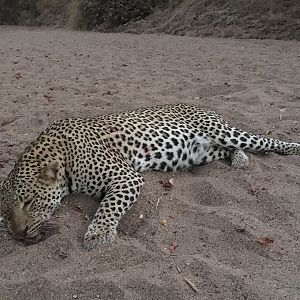 Leopard Hunting Zimbabwe