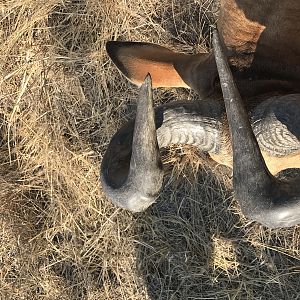 Lichtenstein's Hartebeest Horns