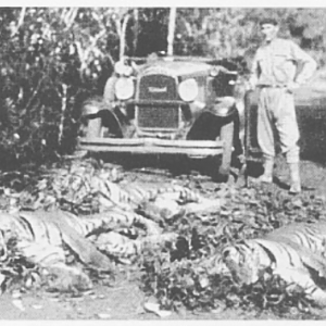 India Hunting Bengal Tigers