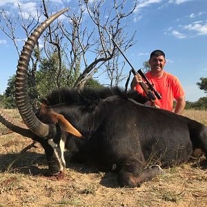 Mozambique Hunting Sable Antelope