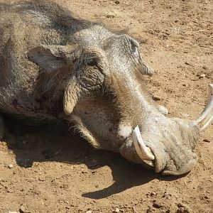 Hunt Warthog in Namibia