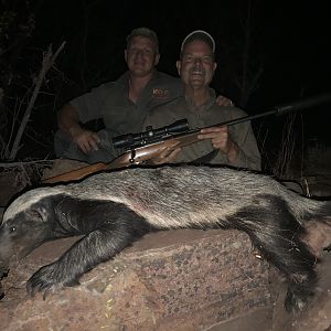 South Africa Hunting African Honey Badger