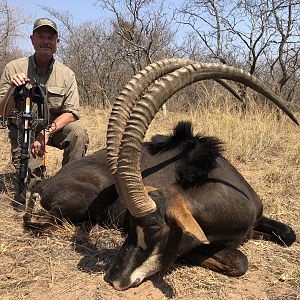 South Africa Crossbow Hunt 47.5" Inch Sable Antelope with 10+ inch bases