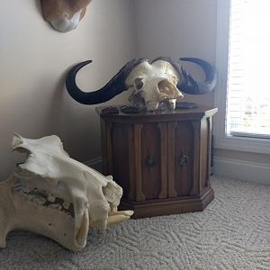 Cape Buffalo & European Skull Mount