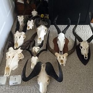 Collection of European Skull Mounts