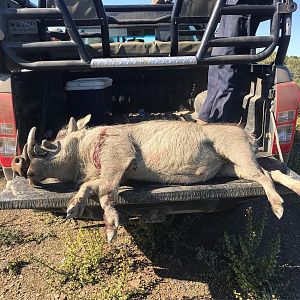 South Africa Hunting Warthog