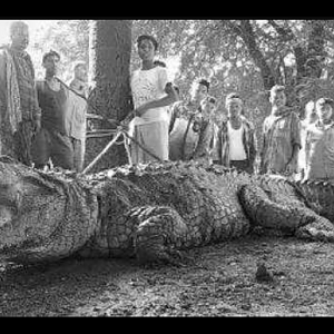 Hunt Crocodile in India