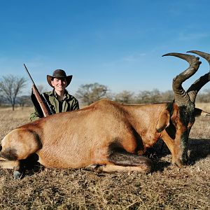 Red Hartebeest Hunting South Africa