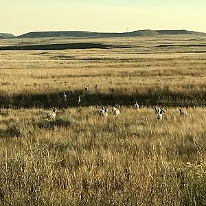 Pronghorn in Wyoming USA