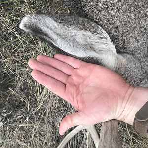 Mule Deer's Ear