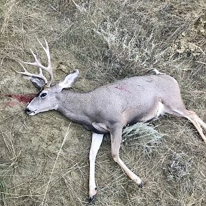 Mule Deer Hunting Wyoming USA